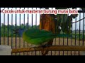 cucak Kinoi betina gacor dipinggir sawah