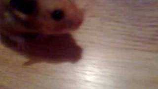 My Hamster Getting Crushed
