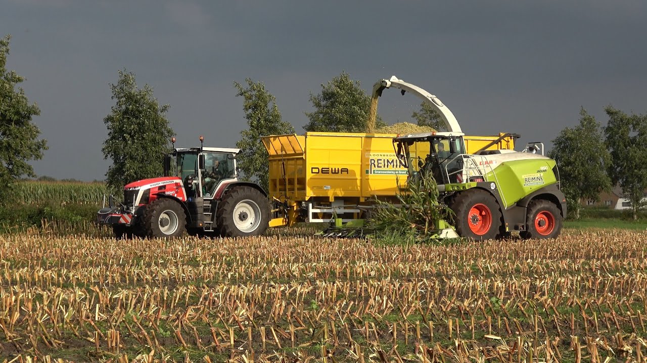 Mais hakselen met Claas Jaguar 950 en demo Massey Ferguson 8S 245 - Loonbedrijf Reimink (2021)