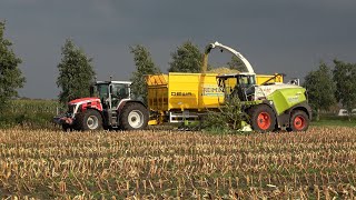 Mais hakselen met Claas Jaguar 950 en demo Massey Ferguson 8S 245 - Loonbedrijf Reimink (2021)