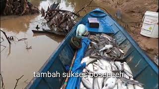 Setrum Ikan ,Pdc ,Jenset ,Jumbo Eeeereeed