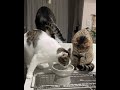 一緒に水が飲みたいにゃんこたち
