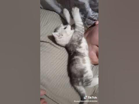 кошечка ты может первая красавица москвы слушать. смешные коты не знаю. сергей с рыжими волосами. кошечка ты может первая красавица москвы слушать. кот и хозяйка.