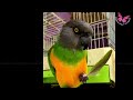 Senegal parrot posing for the camera  exotic birds  shabus vlog pets world