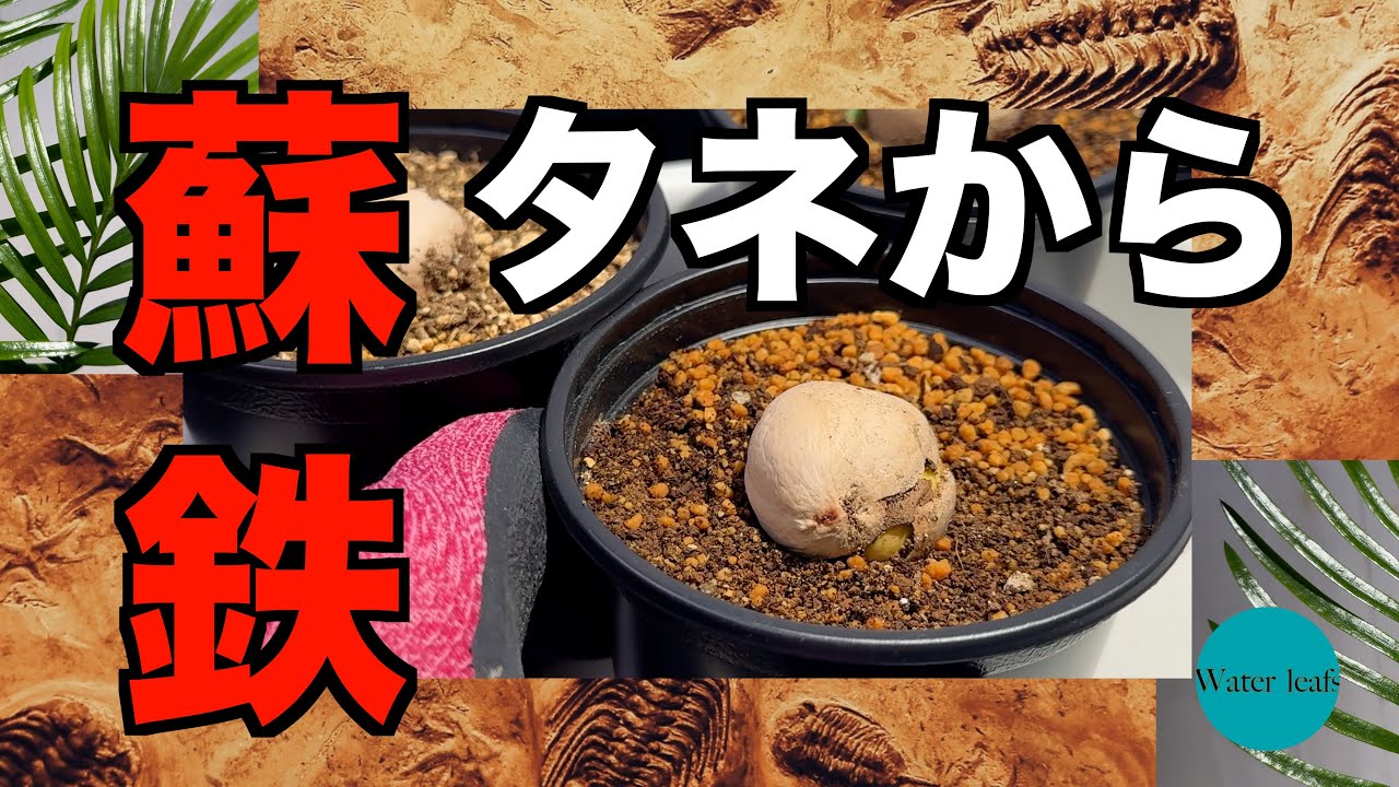 From seeds to cycads] Sowing cycad seeds - YouTube