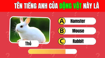 Phần 5: Thử Thách 40 Câu Đố Tên Động Vật Bằng Tiếng Anh – Bạn Đúng Được Bao Nhiêu Câu ?