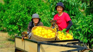 Harvesting Star apple fruit Goes To Market Sell  Cooking, Daily life, Gardening, Farm