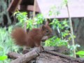 Unsere &quot;Haus&quot; Eichhörnchen-Familie