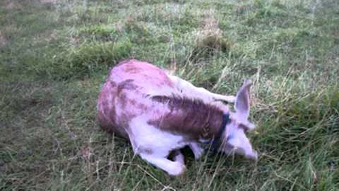 A donkey rolling over! - DayDayNews