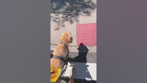 Stopping at a blended curb is a must for a #GuideDog! #seguidedogs