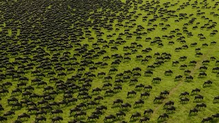 THE GREAT WILDEBEEST MIGRATION - NEW DOCUMENTARY 2025