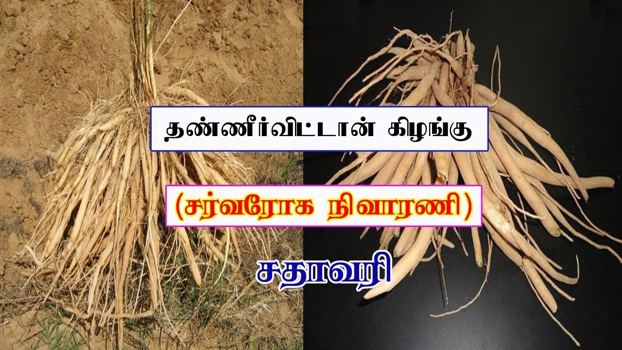 தண்ணீர்விட்டான் கிழங்கு பயன்கள் Asparagus benefits In TamilSiththarkal Ulagam YouTube