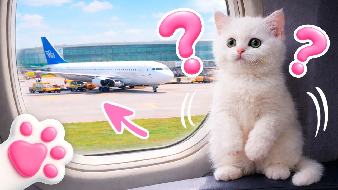 Кто бегает по самолёту? Тайная миссия Маши Капуки: помыть и вернуть котёнка Кефира на место