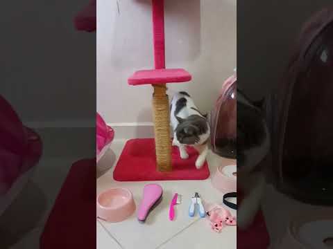 مستلزمات قطتي   