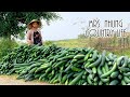 Growing and harvesting long squash  mrs nhung  country life