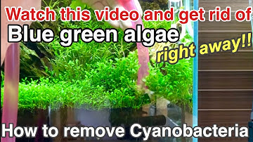 A basic guide on how to remove Cyanobacteria (Blue green algae,slime) planted aquarium,ADA,beginners