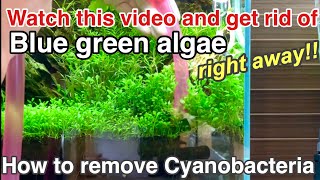 A basic guide on how to remove Cyanobacteria (Blue green algae,slime) planted aquarium,ADA,beginners