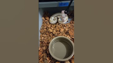 #ballpython #animals #shorts #subscribe #like #shortvideo #shortsfeed #snake #ballpythonfeeding