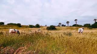12153415 hd 1920 1080 30fps