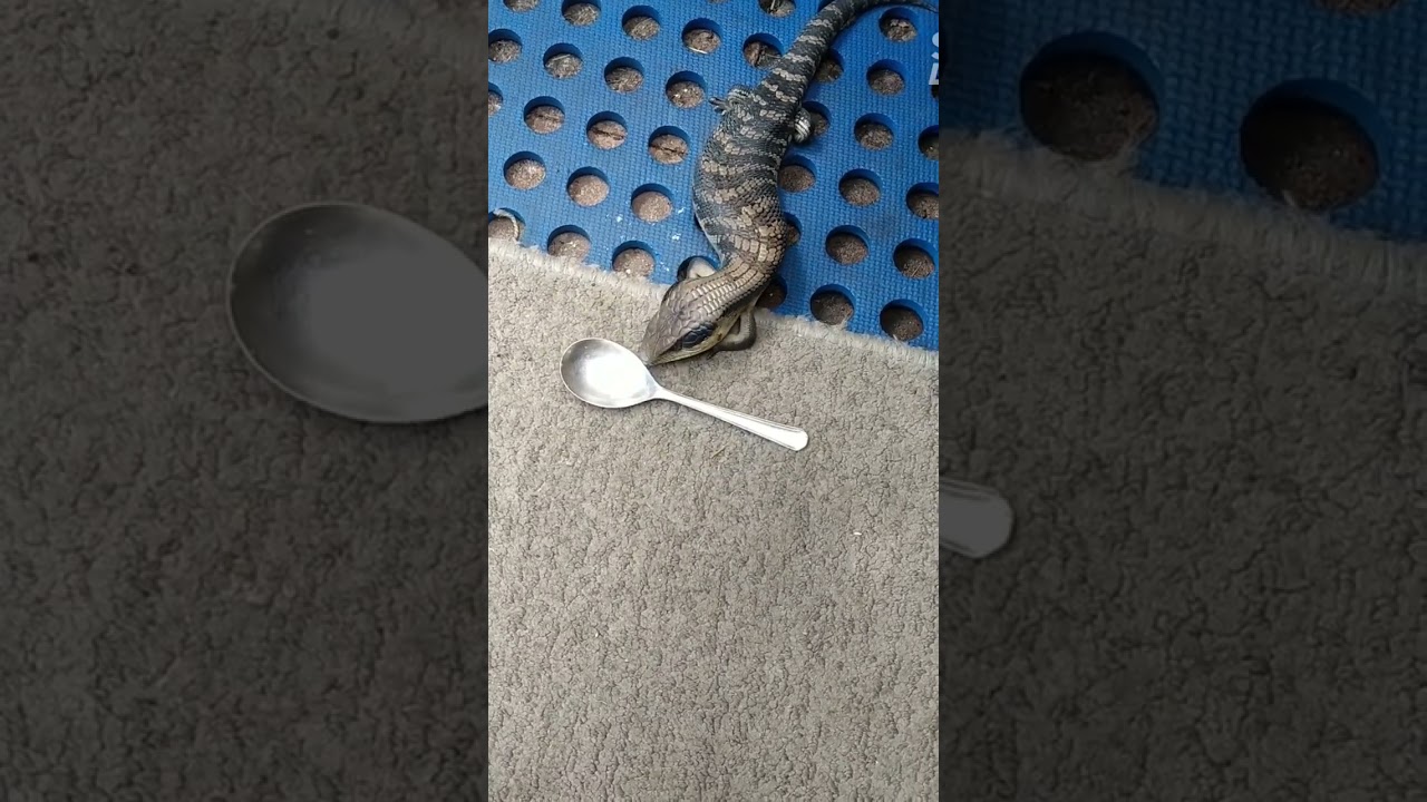 the-new-baby-blue-tongue-lizard-likes-milk-youtube