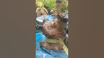 cây mai vàng già cổ quái nhìn rất khủng xem kênh vui vẻ nha cả nhà #tiktok #bonsai #tiktok #xuhong