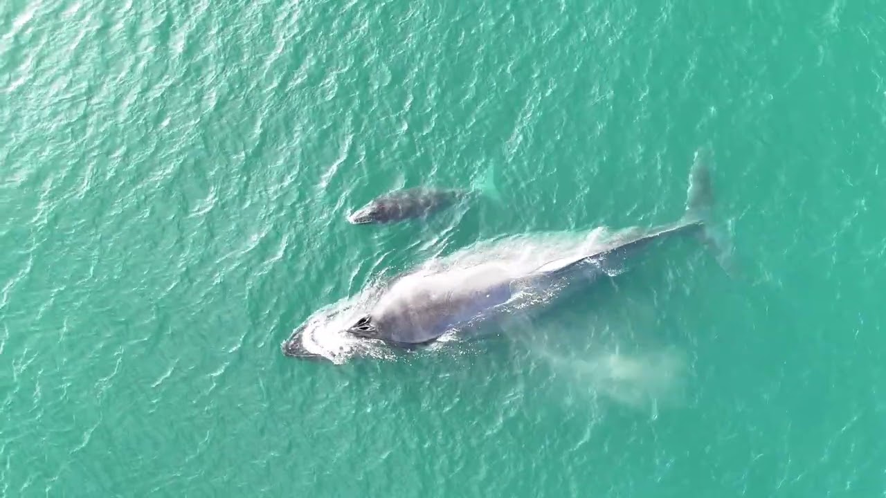 Humpback whale mom and her calf swimming in the Banderas Bay