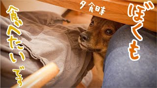 Charlie, a former stray dog ​​who was rescued and now has