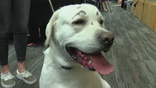 Rio Rancho hero dog fully recovered and inspiring movement for pets in need 