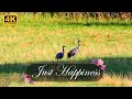 Just Happiness 4K| Relaxing in Birds World| Swedish Summer Vlog