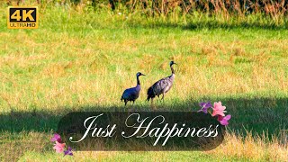 Just Happiness 4K| Relaxing in Birds World| Swedish Summer Vlog