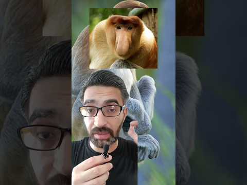 عجائب سعدان أنفه طويل وبطنه منفوخ مذهل للغاية