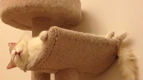 Lazy Cat Sleeping On His Back! Cute Cat Video!