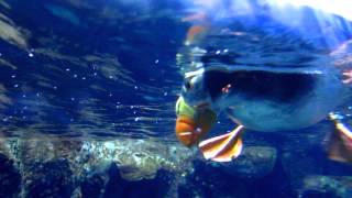 Puffins Swimming