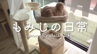 【新設】ベット付きミニキャットタワーを設置してみた（I installed a new mini cat tower with a bed） by もみじの日常Momiji's daily life 1,663 views 2 months ago 4 minutes, 27 seconds