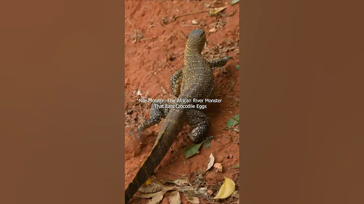 Nile Monitor: The African River Monster That Eats Crocodile Eggs