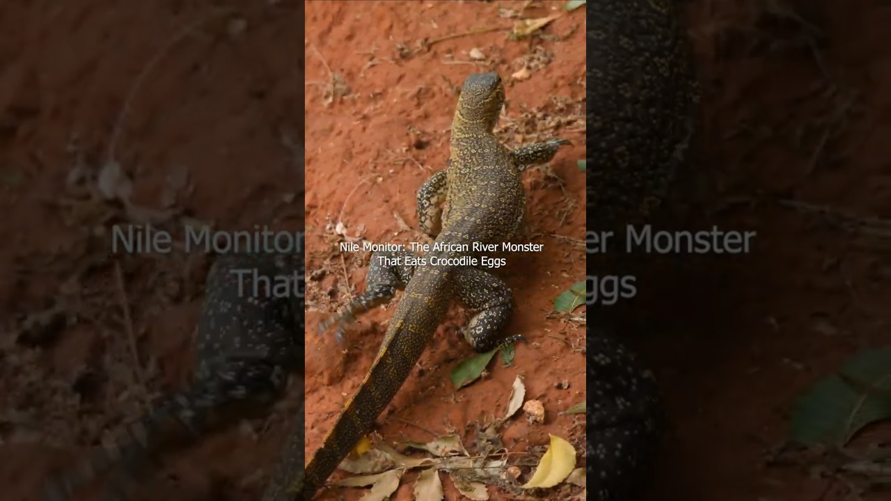Nile Monitor: The African River Monster That Eats Crocodile Eggs