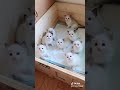 Funny cats