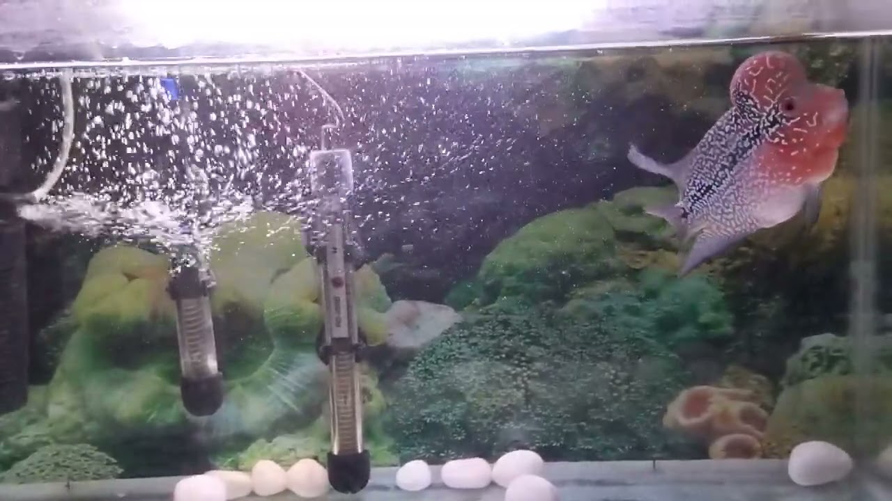 🐠🐟🐠SRD Red Dragon Flower horn fish 🐟🐠🐟