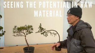 Seeing Potential Bonsai In Raw Material  Cedar