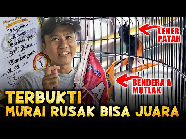 Murai Rusak Seharga 40 Juta Jadi Begini - Roni Sarikat - Murai Pangestu class=