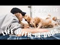 DOG MOM VLOG | Puppies Try Puppy Mush For The First Time & Chaotic Life With 14 Dogs