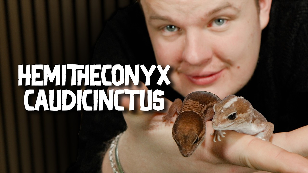 Gruby ogon, wielka osobowość – poznaj gekona gruboogonowego - Hemitheconyx caudicinctus