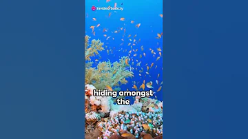 🐠✨ Enchanting Emperor Angelfish 🌊🎨 #australianwildlife