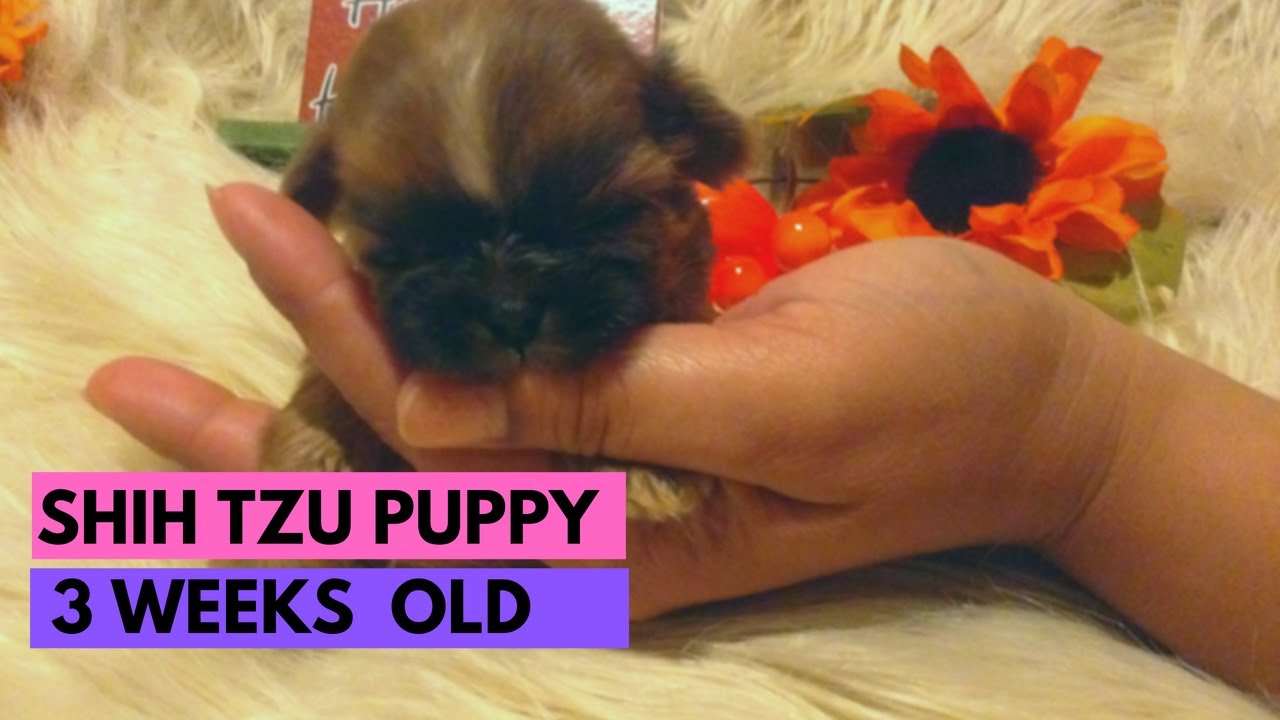 BROWN SHIH TZU PUPPY 3 WEEKS OLD. YouTube