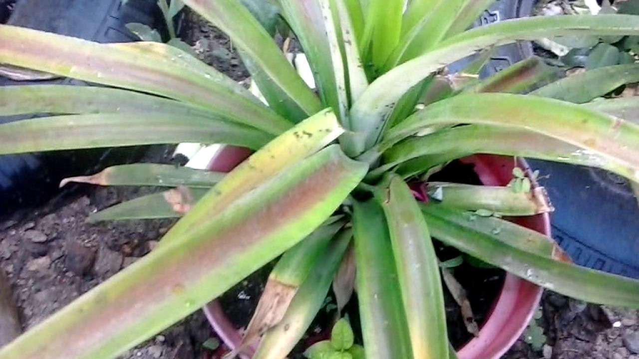 PLANTA DE PIÑA EN MACETA - YouTube