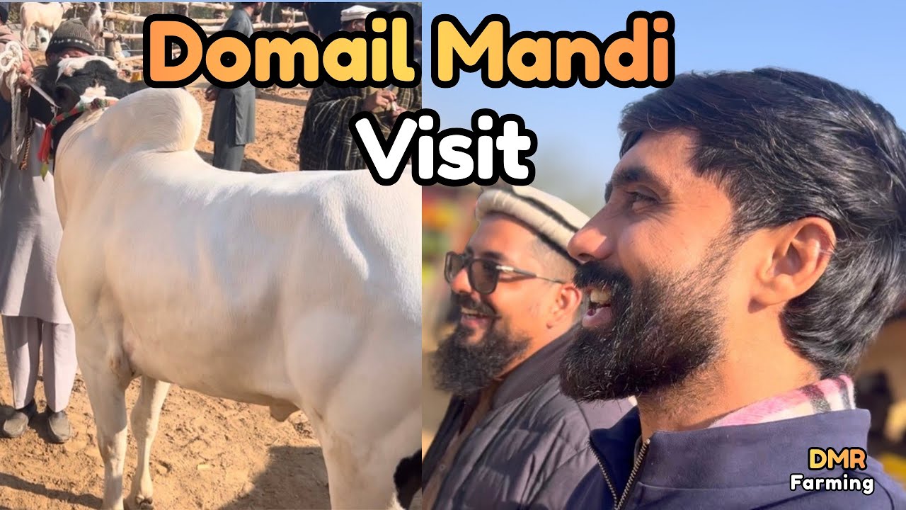 Aaj Domail Janwaron Ki Mandi Ka Visit | Live Rates & Deals
