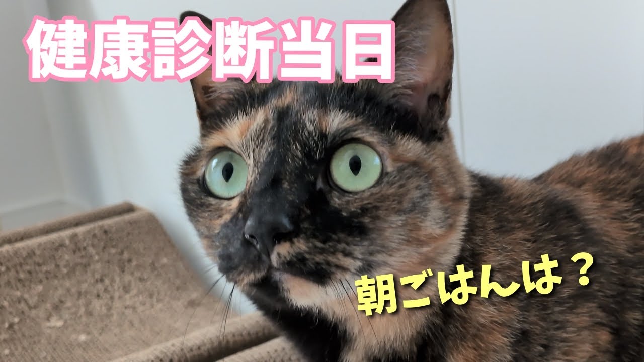 【サビ猫】「行きたくない」と訴えるあずちゃん