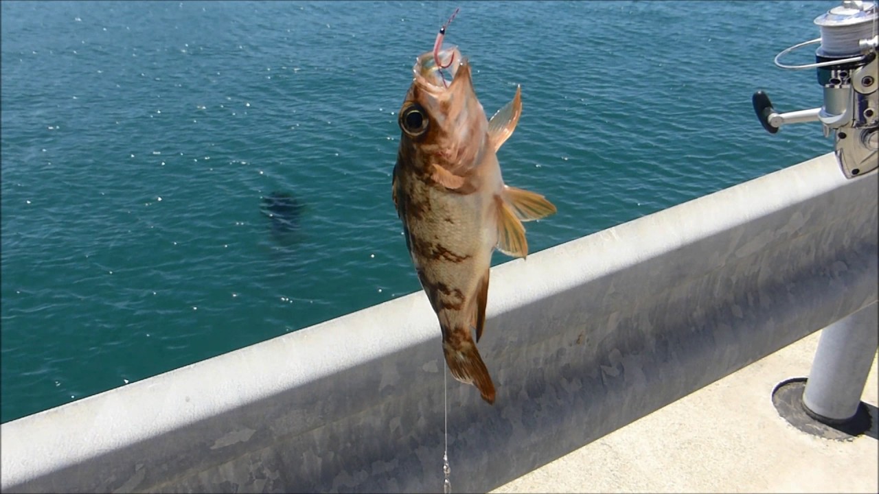 香住東港 アジ 釣りファミリーフィッシング 兵庫県美方郡香美町 Youtube