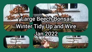 Large Beech Bonsai Winter Tidy Up And Wire Jan 2022