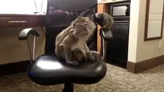Celebrity A Java Macaque and a Marmoset having a playdate Wealth